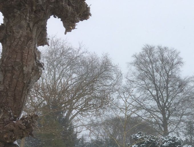 Vintervejr meldte (pludselig) sin ankomst den 28. marts 2018. Fotoet er fra Botanisk Have v/ Dybe Sø.