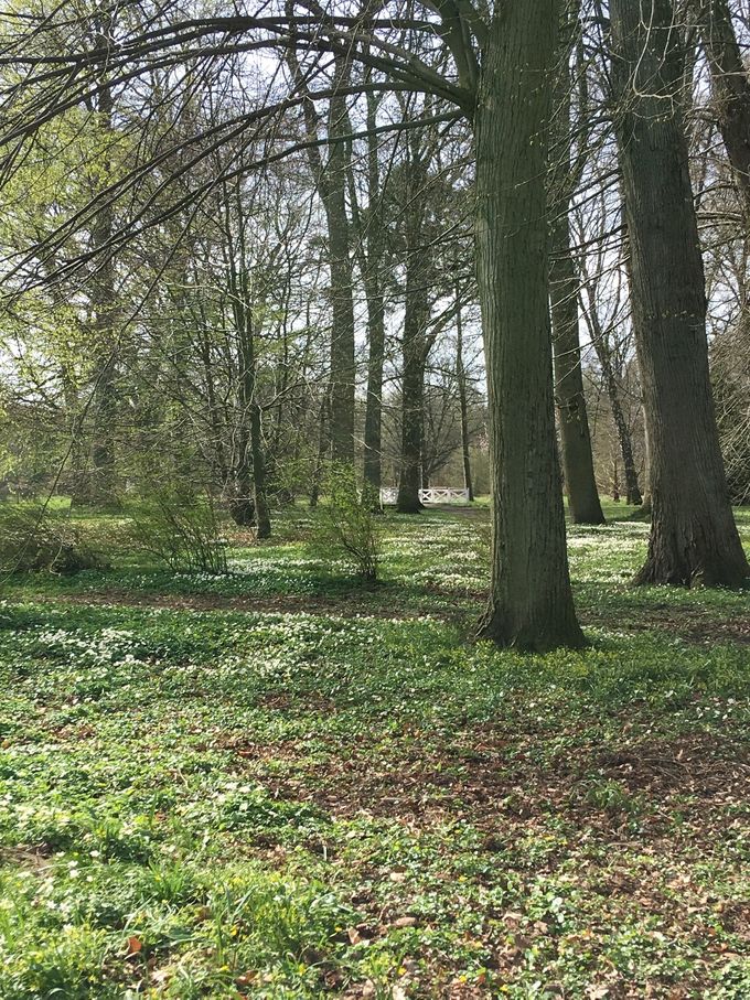22. april 2018 
Forårsbillede fra Solgårdsparken. Anemoner har her sat deres præg i Solgårdsparken.