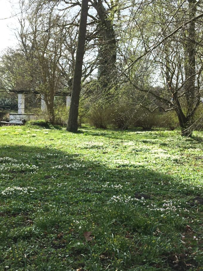 22. april 2018. Endnu et bevis på forårets ankomst til Solgårdsparken.