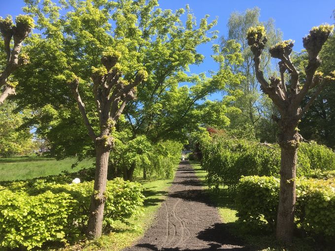 En herlig majdag i Solgårdsparken.
Det er Fiskedammen, man lige kan skimte for enden af alleen.

(maj 2019)

