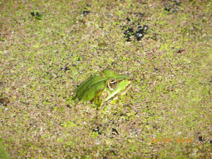 Juli 2013  Dybe Sø i Botanisk Have rummer mange frøer. En af dem har her ladet sig fotografere.