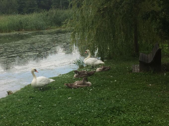 September 2020. Familien 'Svane' holder hvilepause på Ivans Ø. 